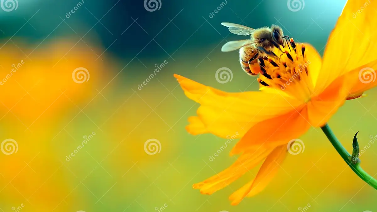 attachment/SLIDER/bee-flower-27533578.webp