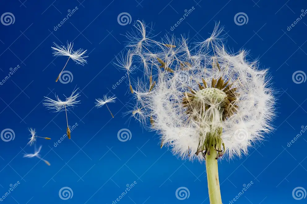 attachment/SLIDER/dandelion-5214101.webp